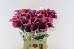 Zantedeschia Captain Promise 70cm