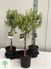 Olea Europaea 17Ø 75cm