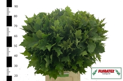 Quercus Rubra 80cm