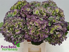 Hydrangea Verena Blue Classic 80cm 20-22cm Hd