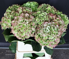 Hydrangea Verena Classic 80cm 21-23cm Hd