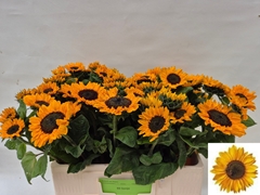 Helianthus Sonja 55cm 7cm Hd