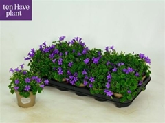 Campanula Porto 11Ø 20cm