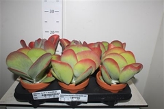 Kalanchoe Thyrsiflora 11Ø 19cm