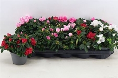 Rhododendron Hellmut Bird Mix 11Ø 27cm