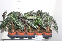 Alocasia Polly 12Ø 27cm