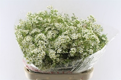 Chamelaucium Ofir 80cm 90gr.