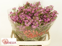 Chamelaucium Purple Rain 80cm 70gr.