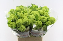 Viburnum Opulus Roseum 80cm 3-hd