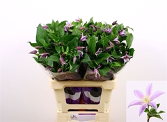 Clematis Star River 60cm