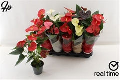 Anthurium Mix 4 Colours 12Ø 48cm
