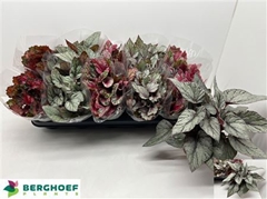Begonia Leaf Beleaf Mix 12Ø 22cm