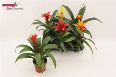 Bromelia Mix 12Ø 30cm