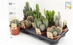 Cactus Mix 12Ø 15cm