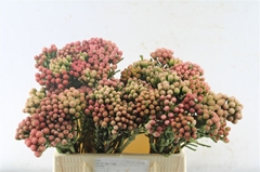 Brunia Laevis Red 40cm