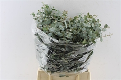 Eucalyptus Gunnii Per Bunch 50cm 150gr.
