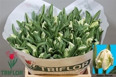 Tulip Parrot Super Parrot 40cm 35gr.