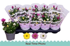 Chrysanth Mix 12Ø 25cm