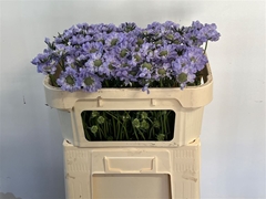 Scabiosa Clive Greaves 60cm