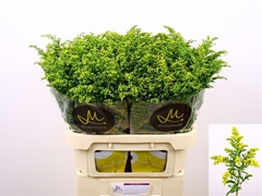 Solidago Carzan Glory 80cm 50gr.