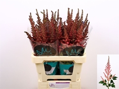 Astilbe Vision In Pink 65cm