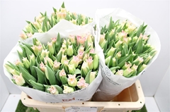 Tulip Coronet Crown Of Dynasty 35cm 35gr.