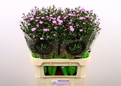 Aster Double Date Pink 80cm 30gr.