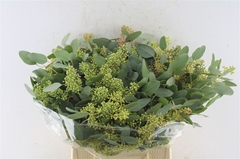 Eucalyptus Populus Berry Per Bunch 50cm 150gr.