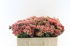 Brunia Laevis Red 50cm