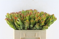 Leucadendron Laurel Yellow 50cm