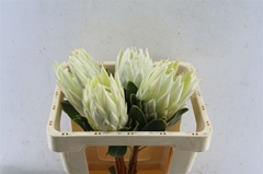 Protea Cynaroides Ayoba Arctic Ice 50cm