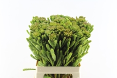 Brunia Albiflora 60cm