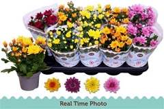 Chrysanth Double Mix 12Ø 25cm
