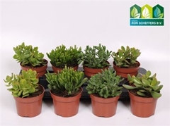 Crassula Mixed 12Ø 18cm