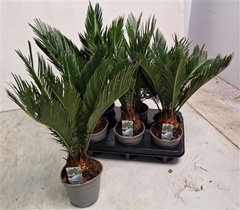 Cycas Revoluta 12Ø 45cm
