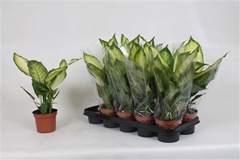 Dieffenbachia Camilla 12Ø 40cm