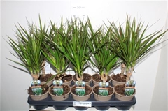 Dracaena 12Ø 40cm