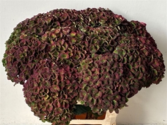 Hydrangea Charlotte Classic 65cm 18-20cm Hd