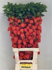 Physalis Alkekengi Lampion Per Stem 90cm