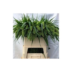 Setaria Italica Volle Melk 80cm