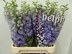 Delphinium Double Dewi Impressive 90cm