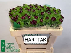 Dianthus Barb Sweet Will Black Cherry 52cm