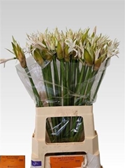 Nerine White Tiger 70cm