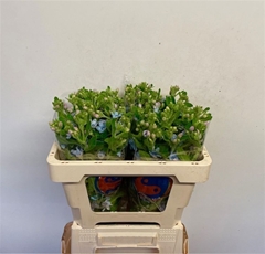 Oxypetalum Tanioka Pure Blue 50cm