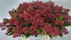 Skimmia Japonica Rubella Per Bunch 45cm