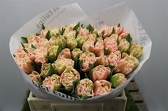 Tulip Frilled Queensland 30cm 35gr.