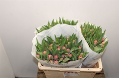 Tulip Double Columbus 40cm 35gr.