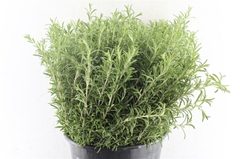 Rosmarinus Officinalis Per Bunch 50cm