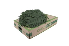Chamaedorea Chico Leaf Per Bunch 45cm