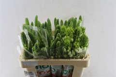 Ornithogalum Thyrsoides Milky Way 50cm